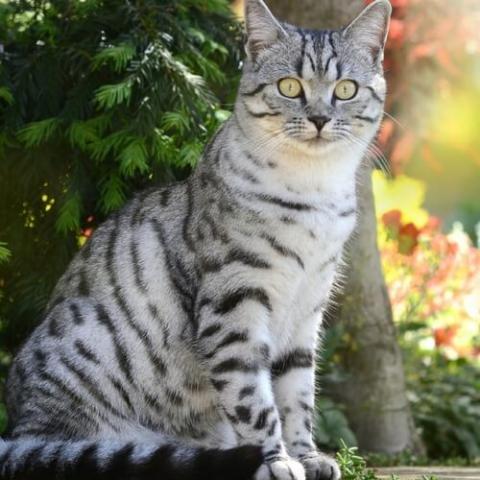 american-shorthair-cat-breed-info_0.jpg