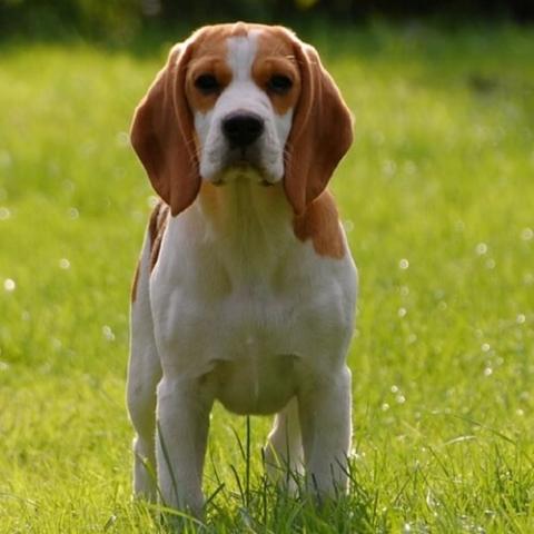 beagle-dog-breed-info_0.jpg