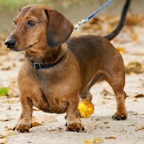 dachshund-dog-breed-info_0.jpg