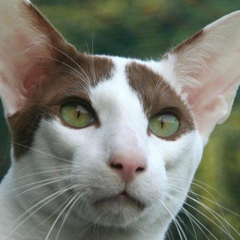 shorthaired-oriental-cat-breed-info_0.jpg