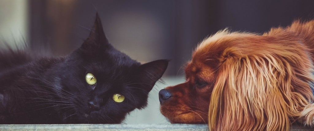 Are Your Pets Protected From Heartworms?