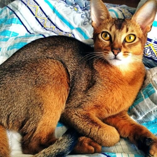 Abyssinian