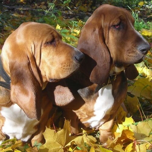 Basset Hound