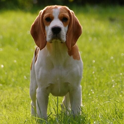 Beagle