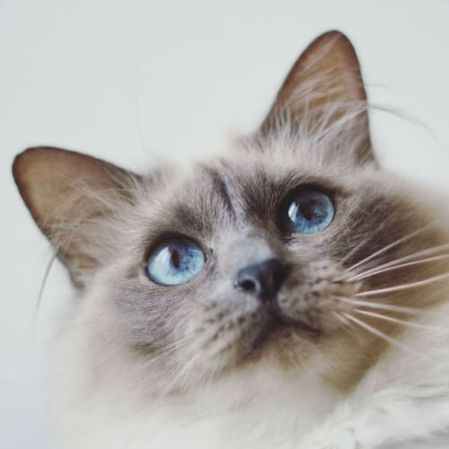 Birman