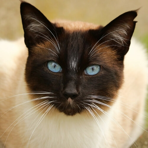 Siamese