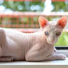 Sphynx