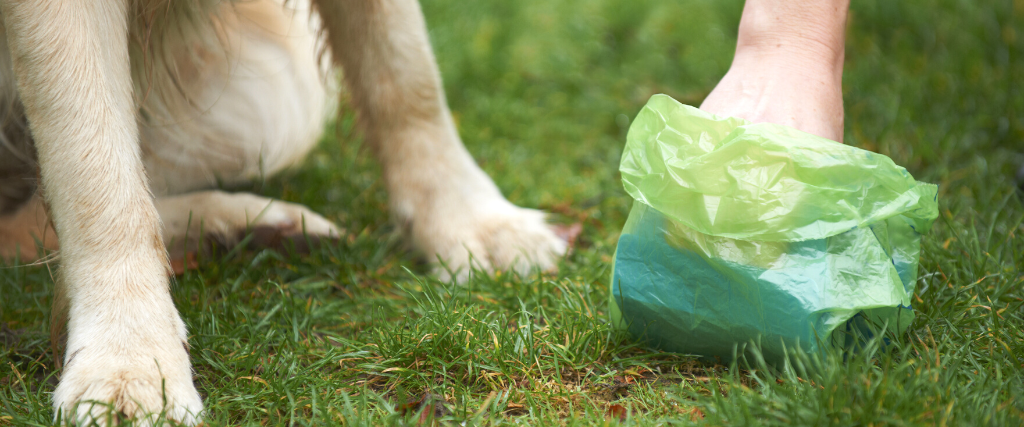 Pet owner scooping dog waste
