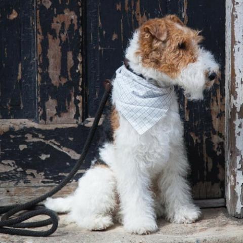 fox-terrier-wire-dog-breed-info_0.jpg fox-terrier-wire-dog-breed-info_0.jpg
