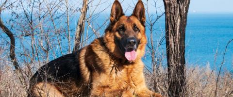 Senior German Shepherd outside relaxing. Senior German Shepherd outside relaxing.