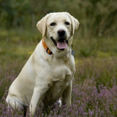 labrador-retriever-dog-breed-info_0.jpg