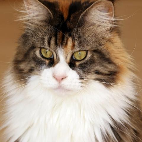 maine-coon-cat-breed-info_0.jpg maine-coon-cat-breed-info_0.jpg