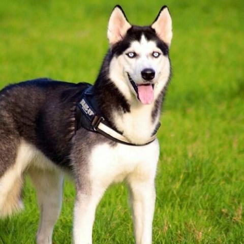 siberian-husky-dog-breed-info_0.jpg siberian-husky-dog-breed-info_0.jpg