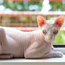 sphynx-cat-breed-info_0.jpg