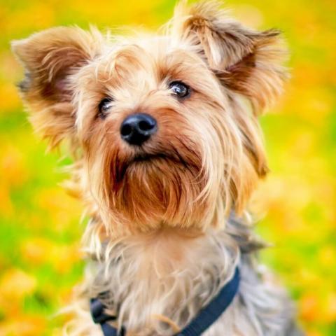 yorkshire-terrier-dog-breed-info_0.jpg