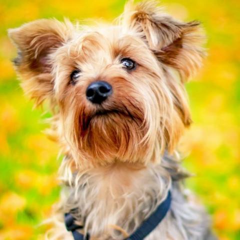 yorkshire-terrier-dog-breed-info_0.jpg yorkshire-terrier-dog-breed-info_0.jpg
