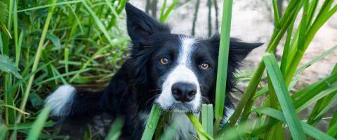 Border Collie in grass, GeniusVets breed library Border Collie in grass, GeniusVets breed library