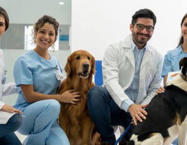 A Veterinarian&#039;s Role In The One Health Perspective