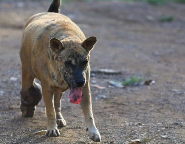 Cellulitis in Dogs: Understanding What It Is and How Your Vet Can Treat It