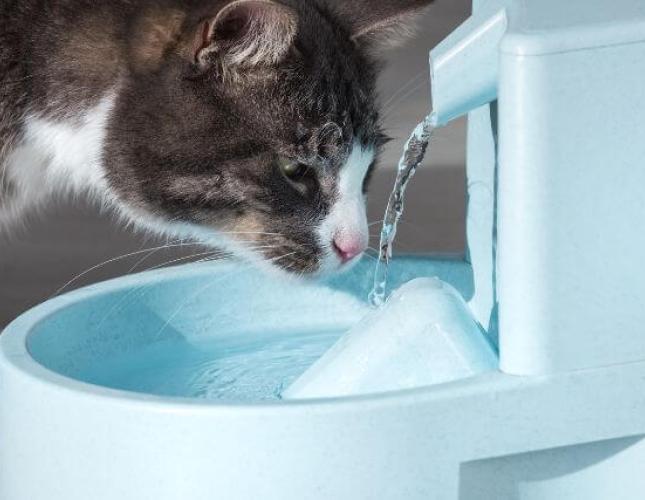 How to Keep Your Cat Hydrated