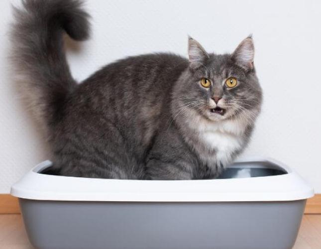 Causes and Cures for Cat Constipation