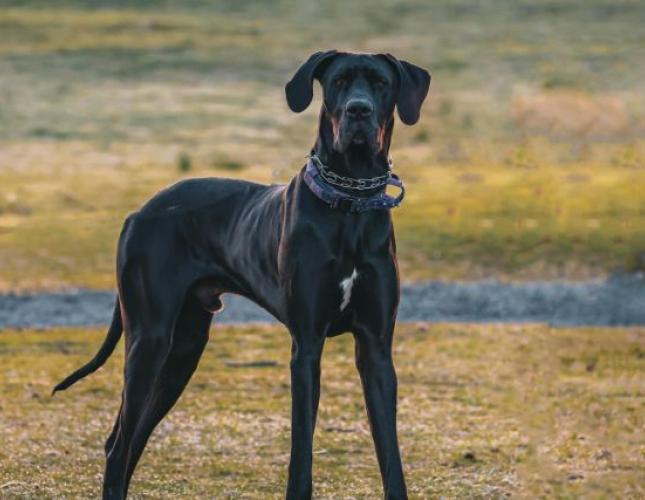 When Minutes Matter: Recognizing & Preventing GDV in Dogs