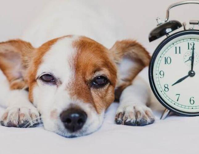 Why Your Pet Needs a Routine