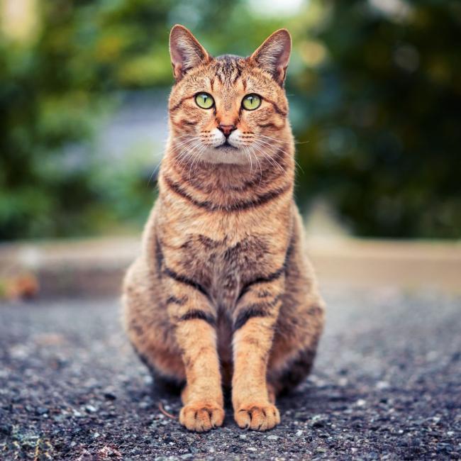 millardcatservice.jpg