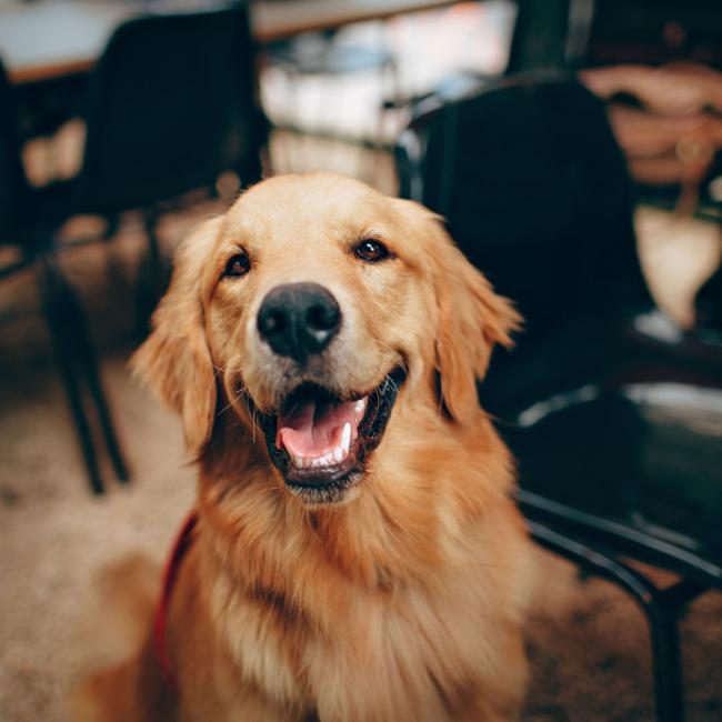 millarddogservice.jpg