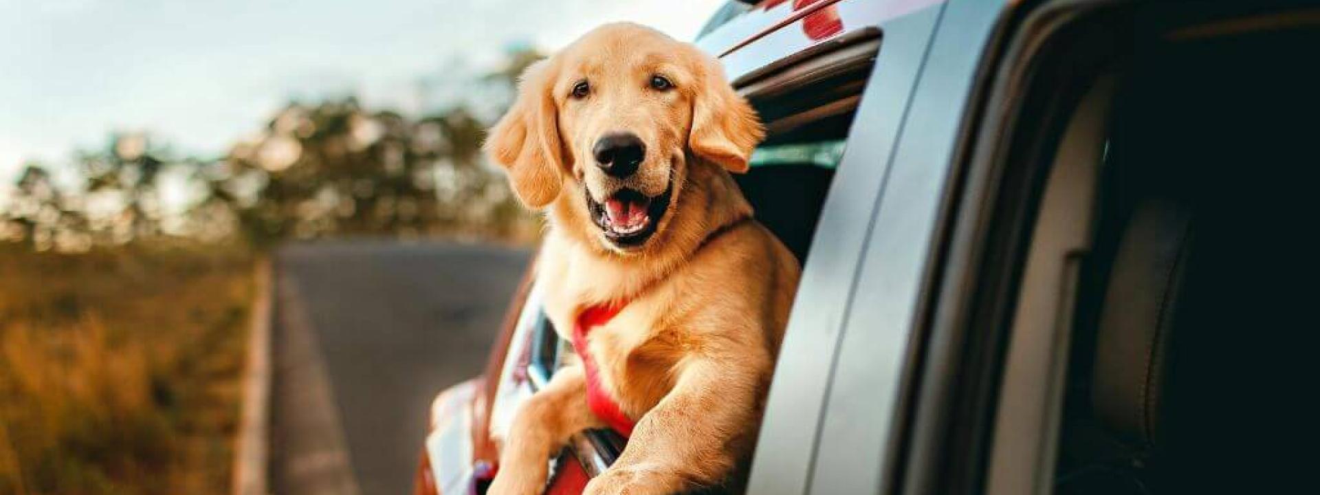 Dock sticking its head out of a car window