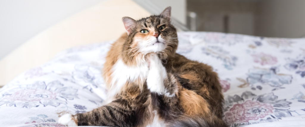 Itchy cat.