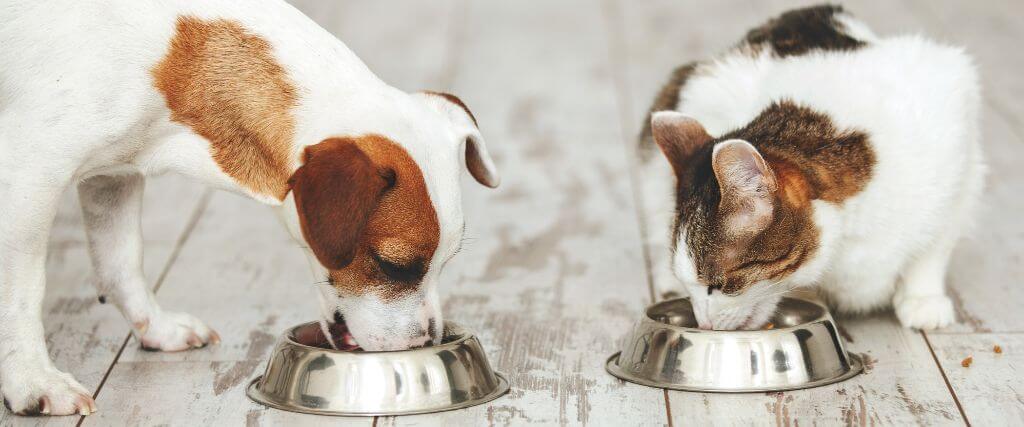 Weight Management and Nutrition in Pets: A Balanced Approach