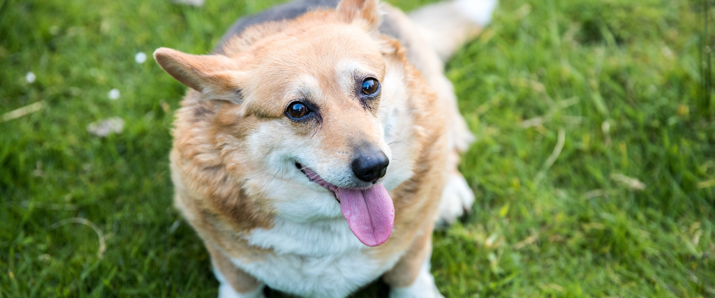 Overweight corgi sitting in the grass.